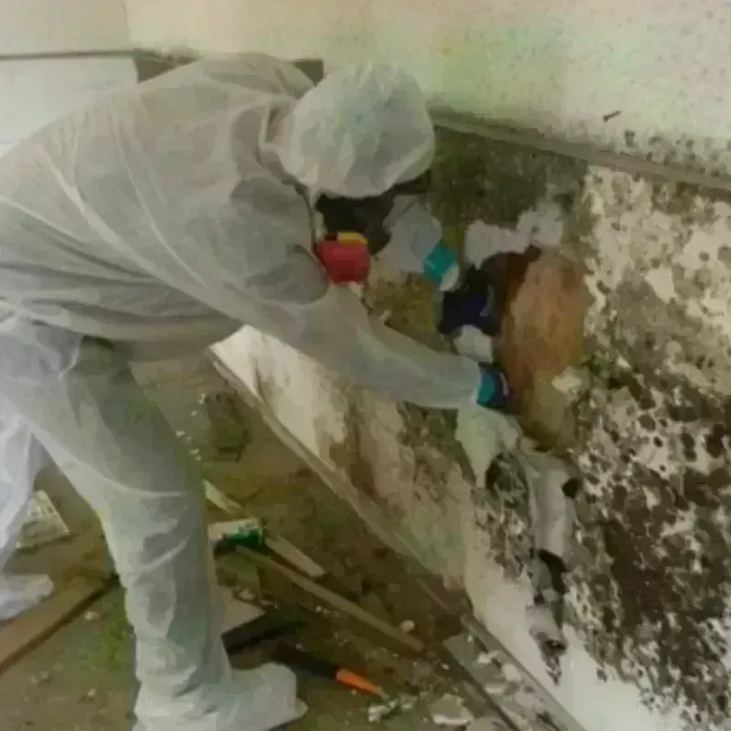 Mold Remediation and Removal in La Vergne, TN